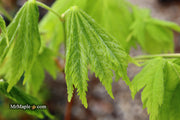 - Acer japonicum ‘Rising Sun’ Japanese Maple - Mr Maple │ Buy Japanese Maple Trees