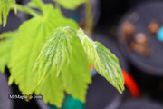 - FOR PICKUP ONLY | Acer japonicum ‘Rising Sun’ Japanese Maple | DOES NOT SHIP - Mr Maple │ Buy Japanese Maple Trees