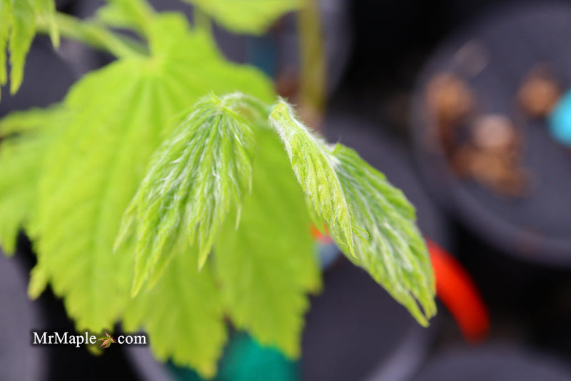 - FOR PICKUP ONLY | Acer japonicum ‘Rising Sun’ Japanese Maple | DOES NOT SHIP - Mr Maple │ Buy Japanese Maple Trees