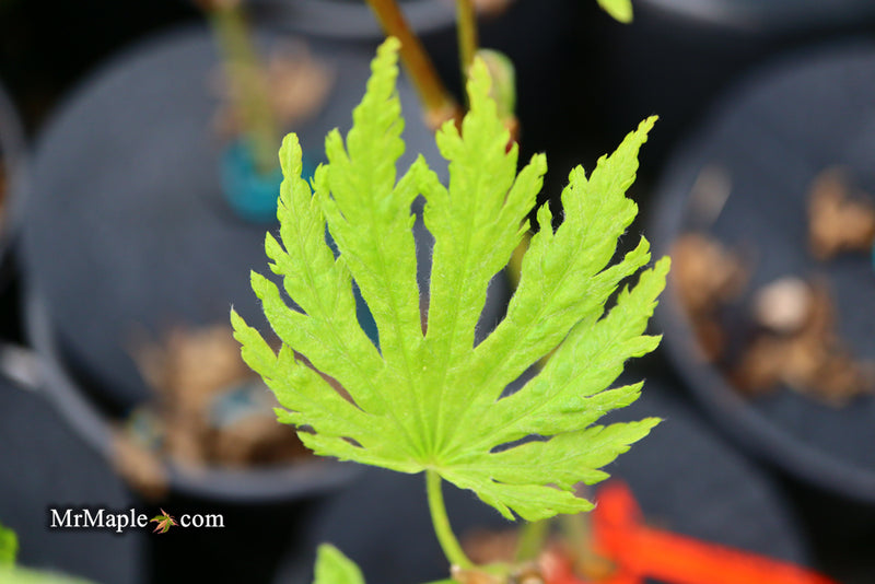 - Acer japonicum ‘Rising Sun’ Japanese Maple - Mr Maple │ Buy Japanese Maple Trees