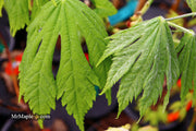 - FOR PICKUP ONLY | Acer japonicum ‘Rising Sun’ Japanese Maple | DOES NOT SHIP - Mr Maple │ Buy Japanese Maple Trees