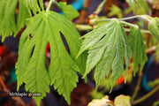 - Acer japonicum ‘Rising Sun’ Japanese Maple - Mr Maple │ Buy Japanese Maple Trees