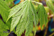 - Acer japonicum ‘Rising Sun’ Japanese Maple - Mr Maple │ Buy Japanese Maple Trees