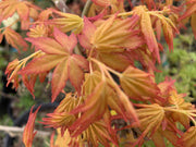 - FOR PICK UP ONLY | Acer palmatum 'Golden Falls' Weeping Golden Japanese Maple | DOES NOT SHIP - Mr Maple │ Buy Japanese Maple Trees