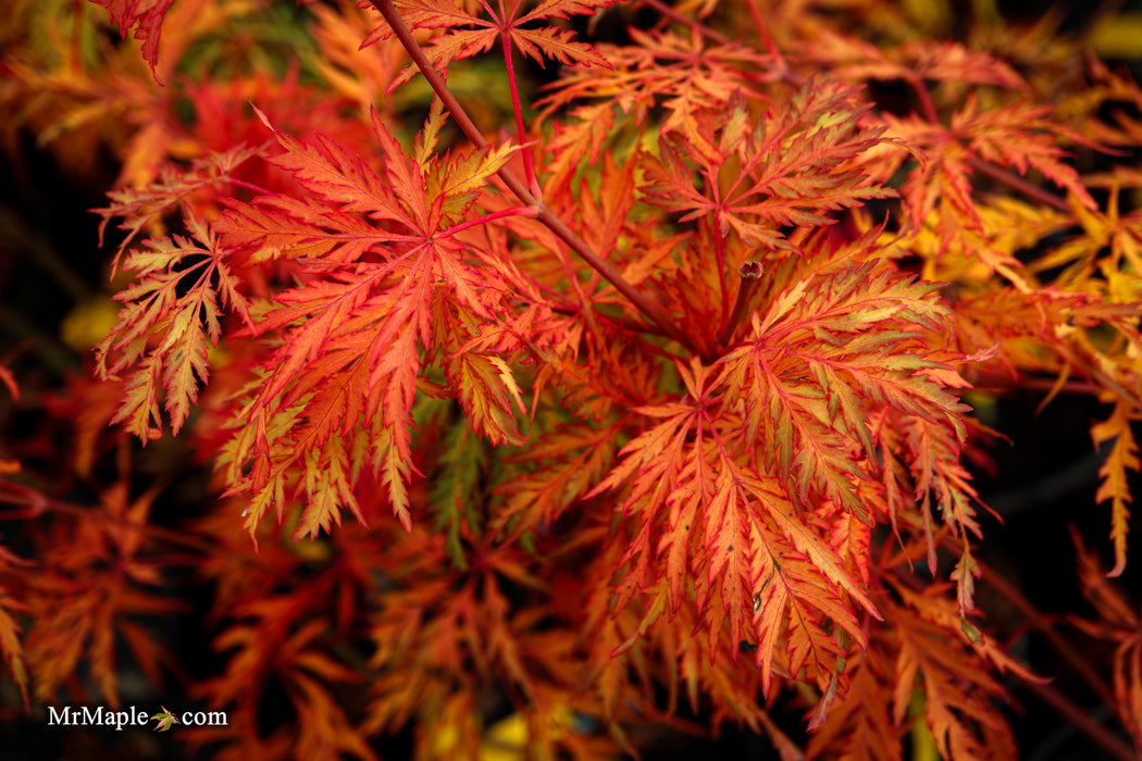 Acer pseudosieboldianum 'ISLID' Japanese Maple