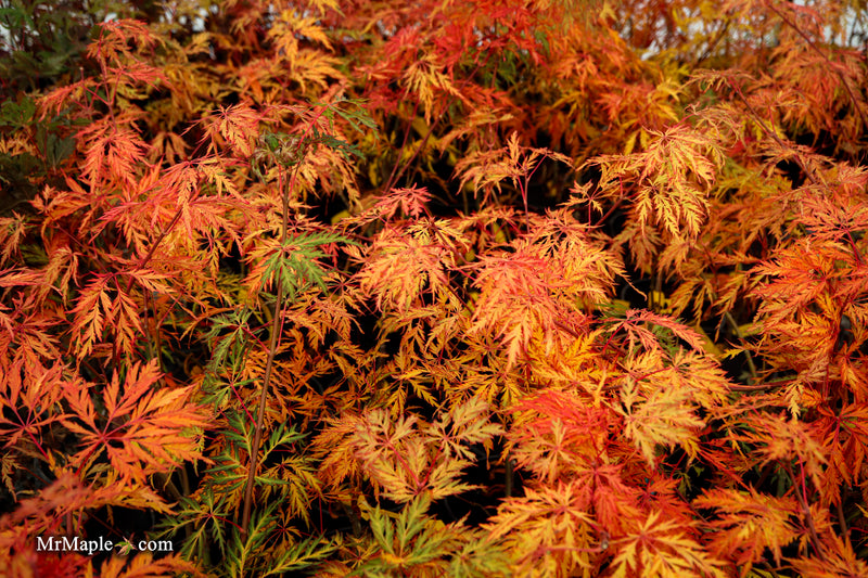 Acer pseudosieboldianum 'ISLID' Japanese Maple