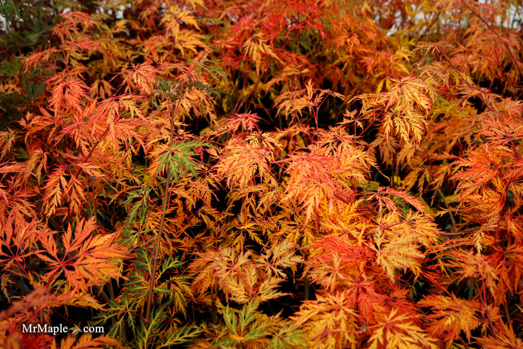 Acer pseudosieboldianum 'ISLID' Japanese Maple