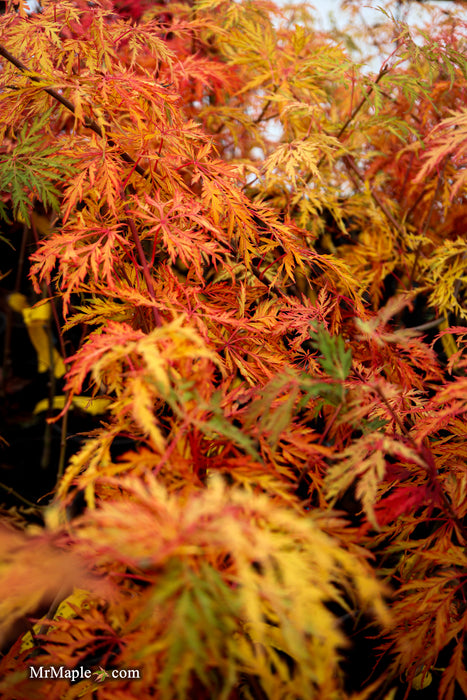 Acer pseudosieboldianum 'ISLID' Japanese Maple