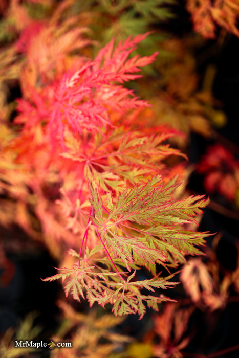 Acer pseudosieboldianum 'ISLID' Japanese Maple