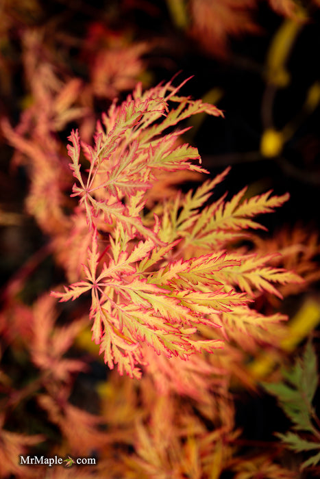 Acer pseudosieboldianum 'ISLID' Japanese Maple