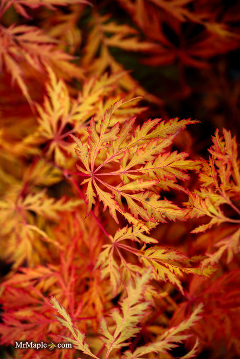 Acer pseudosieboldianum 'ISLID' Japanese Maple