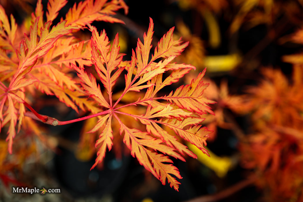 Acer pseudosieboldianum 'ISLID' Japanese Maple