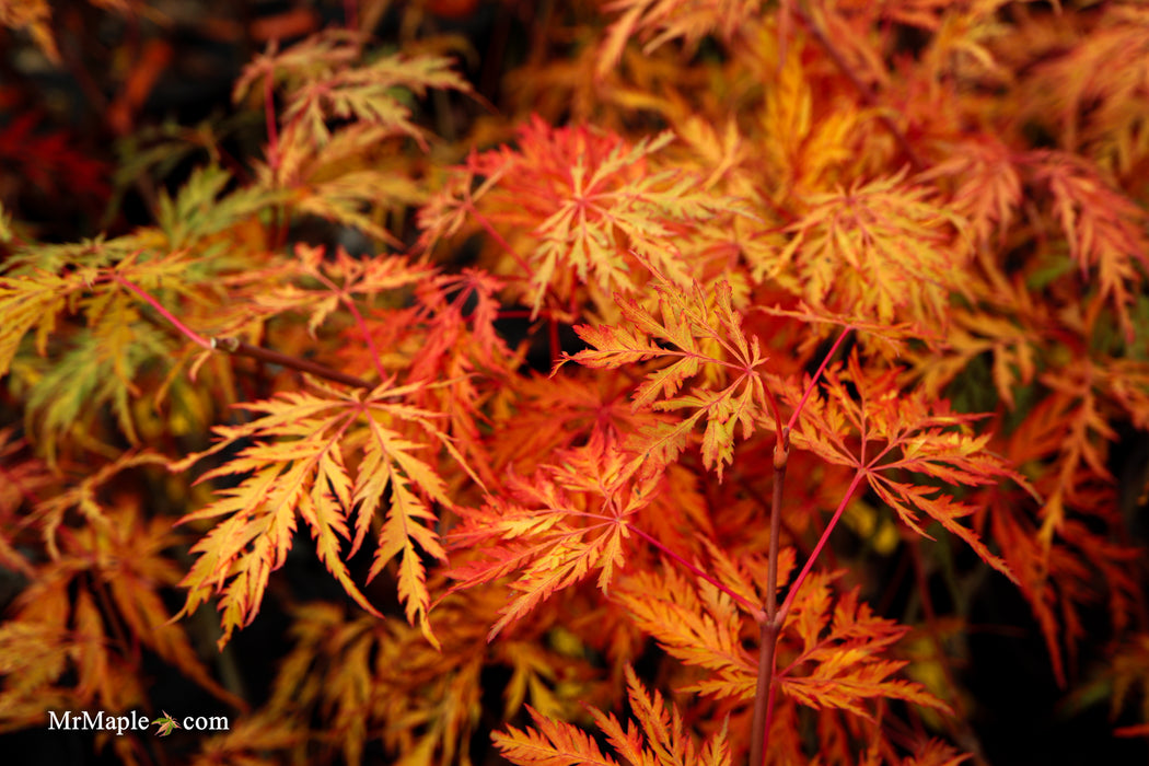 Acer pseudosieboldianum 'ISLID' Japanese Maple