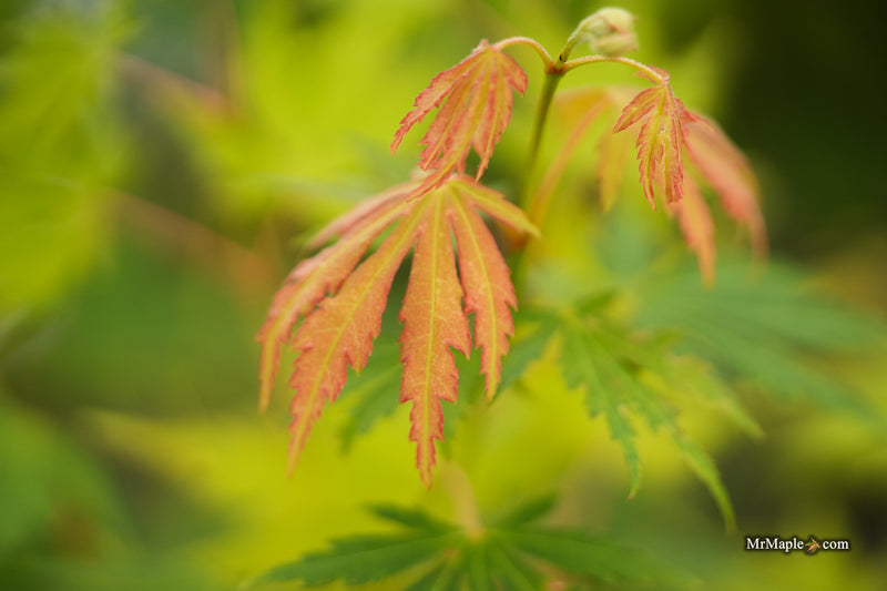 Acer pseudosieboldianum 'Iceman' Cold Tolerant Maple