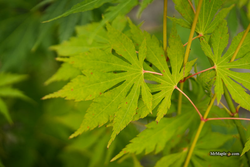Acer pseudosieboldianum 'Iceman' Cold Tolerant Maple