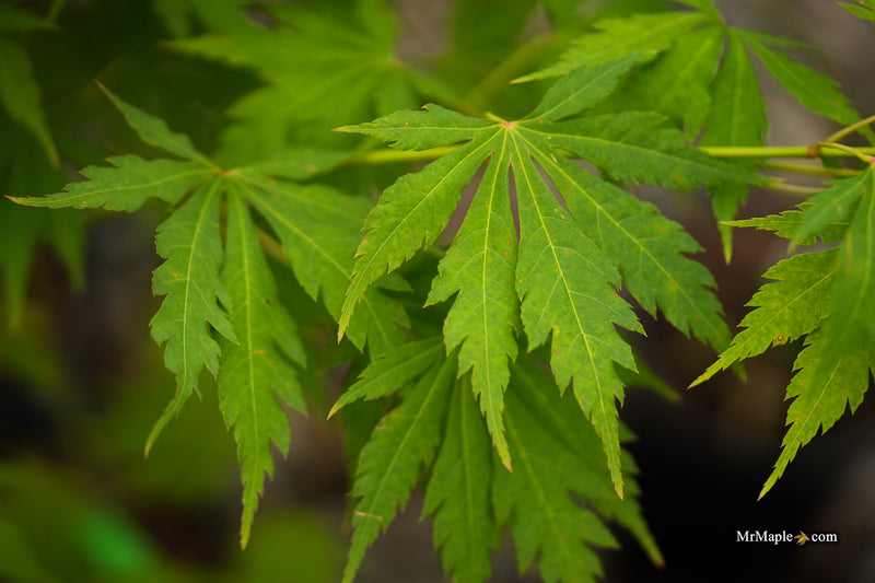 Acer pseudosieboldianum 'Iceman' Cold Tolerant Maple