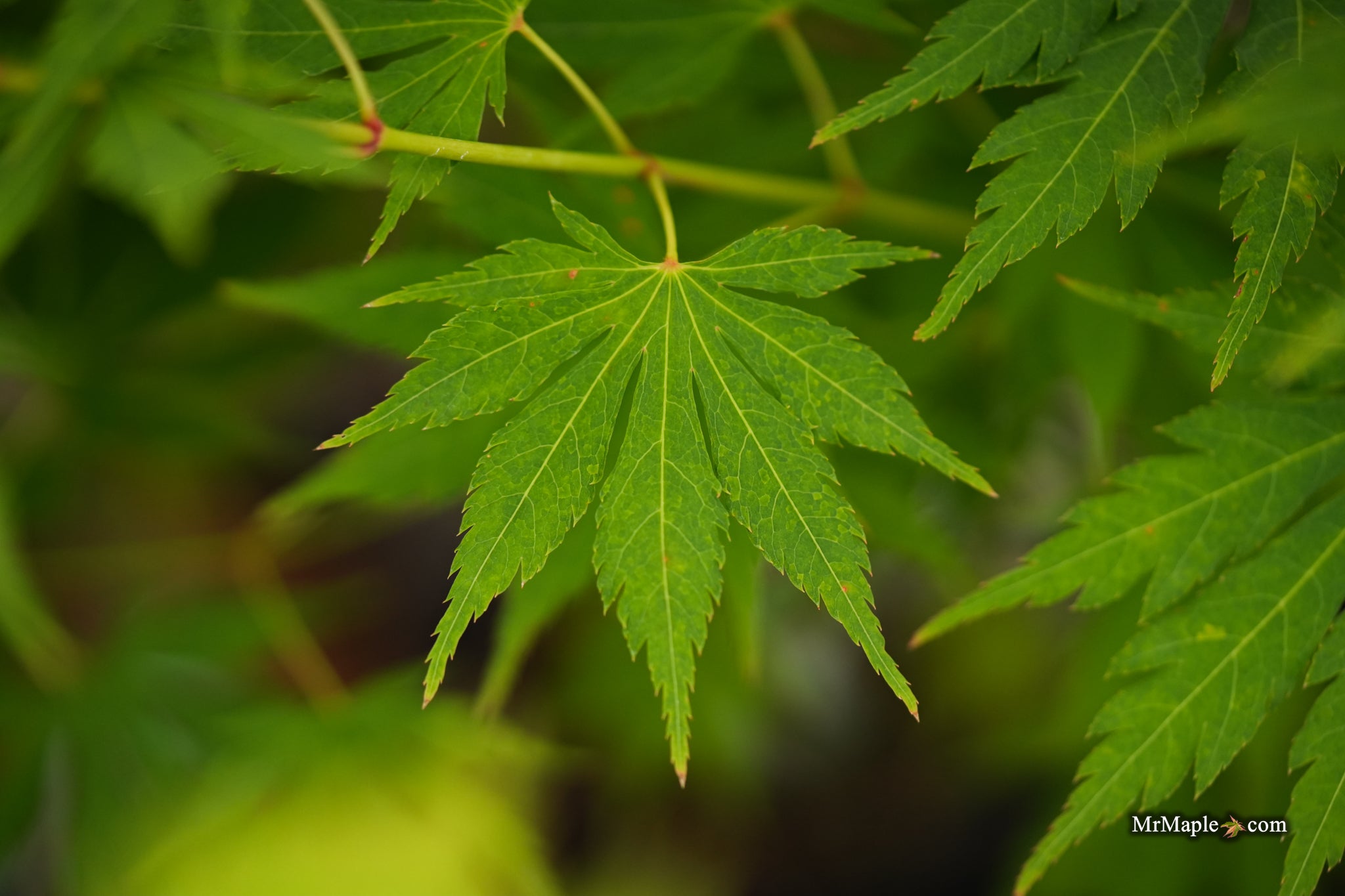 MrMaple 10 New Trees @ 10am on Tuesdays & Thursdays