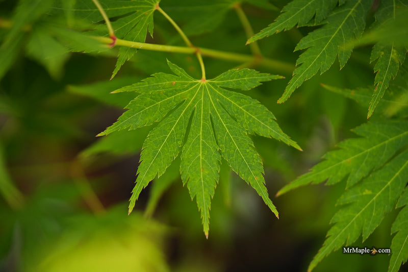 Acer pseudosieboldianum 'Iceman' Cold Tolerant Maple