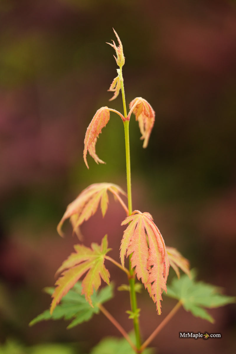 Acer pseudosieboldianum 'Iceman' Cold Tolerant Maple