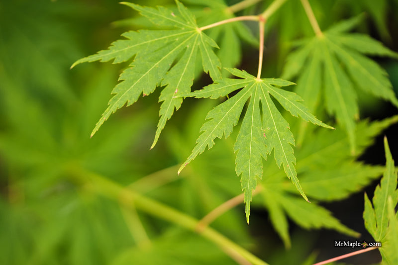 Acer pseudosieboldianum 'Iceman' Cold Tolerant Maple