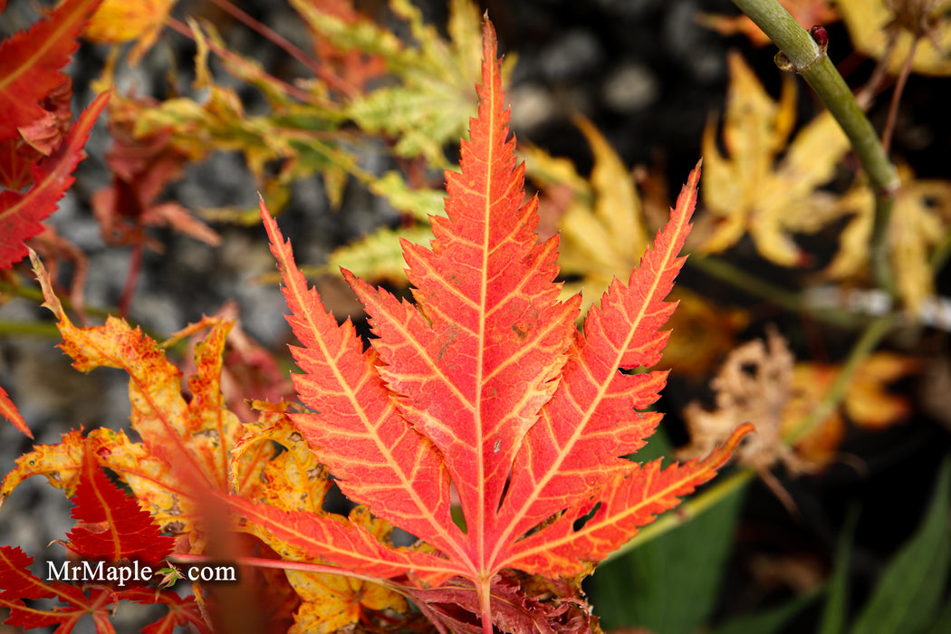 Acer palmatum 'Iijima sunago' Japanese Maple