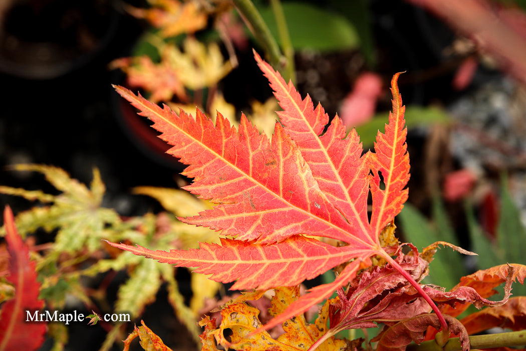 Acer palmatum 'Iijima sunago' Japanese Maple