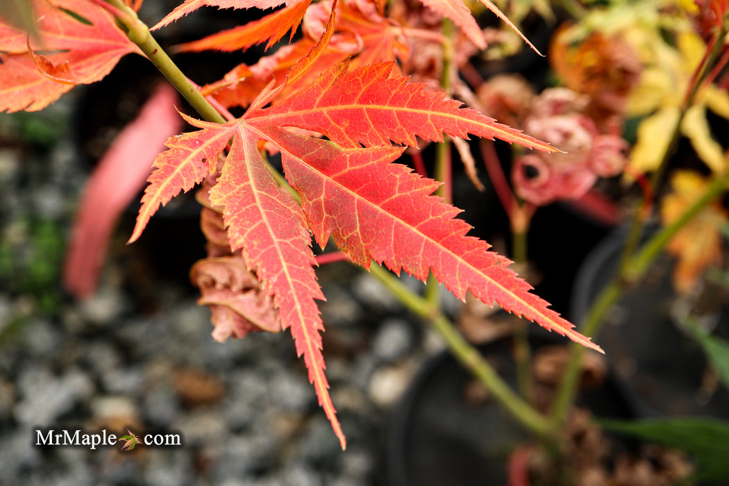 Acer palmatum 'Iijima sunago' Japanese Maple