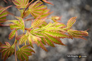 - FOR PICKUP ONLY | Acer palmatum 'Ikandi' Japanese Maple| DOES NOT SHIP - Mr Maple │ Buy Japanese Maple Trees