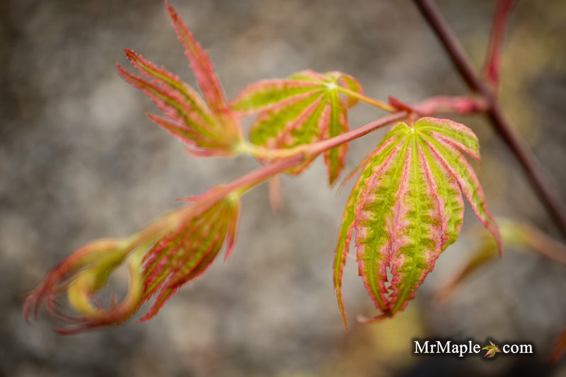 - Acer palmatum 'Ikandi' Japanese Maple - Mr Maple │ Buy Japanese Maple Trees