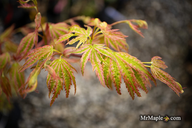 - Acer palmatum 'Ikandi' Japanese Maple - Mr Maple │ Buy Japanese Maple Trees