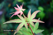 - Acer palmatum 'Ikandi' Japanese Maple - Mr Maple │ Buy Japanese Maple Trees