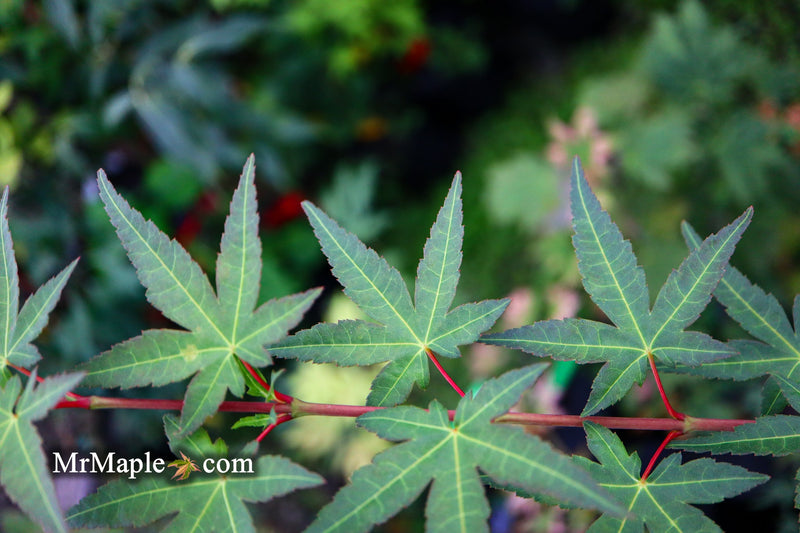 - FOR PICKUP ONLY | Acer palmatum 'Ikandi' Japanese Maple| DOES NOT SHIP - Mr Maple │ Buy Japanese Maple Trees