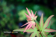 - Acer palmatum 'Ikandi' Japanese Maple - Mr Maple │ Buy Japanese Maple Trees