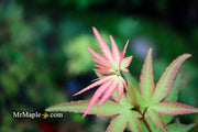 - FOR PICKUP ONLY | Acer palmatum 'Ikandi' Japanese Maple| DOES NOT SHIP - Mr Maple │ Buy Japanese Maple Trees