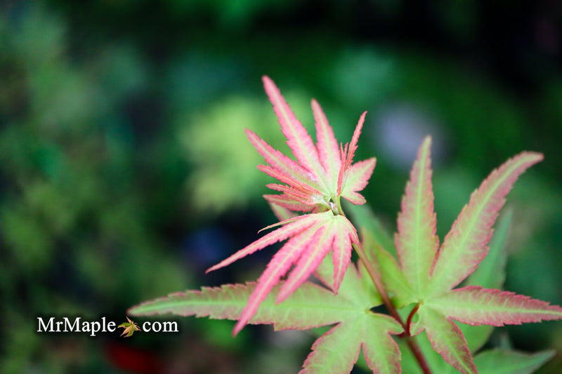 - FOR PICKUP ONLY | Acer palmatum 'Ikandi' Japanese Maple| DOES NOT SHIP - Mr Maple │ Buy Japanese Maple Trees