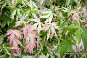 - Acer palmatum 'Ilarian' Japanese Maple - Mr Maple │ Buy Japanese Maple Trees