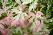 - Acer palmatum 'Ilarian' Japanese Maple - Mr Maple │ Buy Japanese Maple Trees
