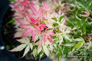 - Acer palmatum 'Ilarian' Japanese Maple - Mr Maple │ Buy Japanese Maple Trees