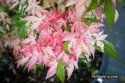 - Acer palmatum 'Ilarian' Japanese Maple - Mr Maple │ Buy Japanese Maple Trees