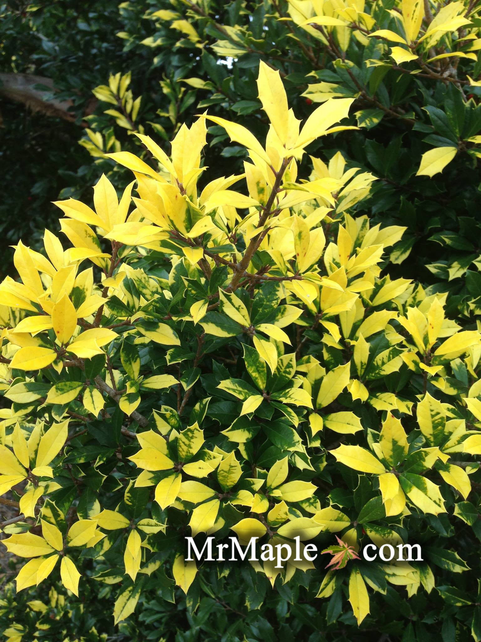 Buy Ilex attenuata 'Sunny Foster' Golden Variegated Holly — Mr