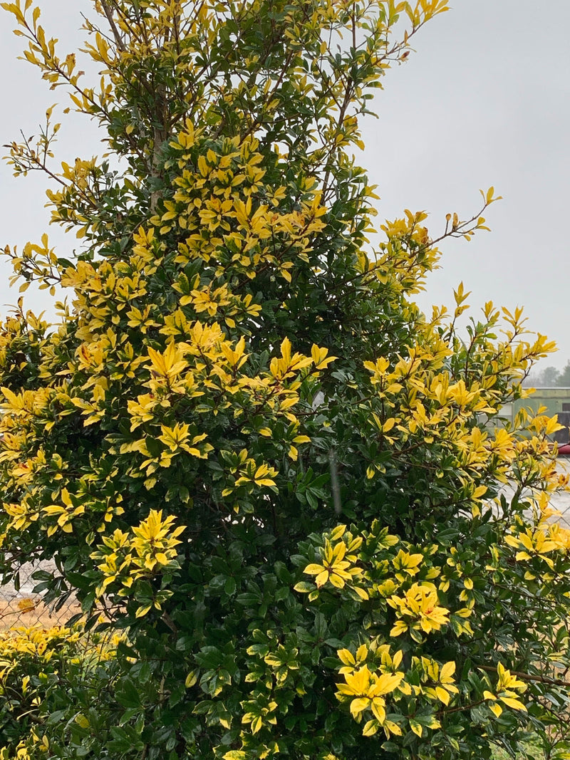 - Ilex attenuata 'Sunny Foster' Golden Variegated Holly - Mr Maple │ Buy Japanese Maple Trees