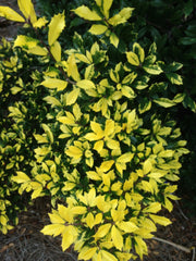 - Ilex attenuata 'Sunny Foster' Golden Variegated Holly - Mr Maple │ Buy Japanese Maple Trees