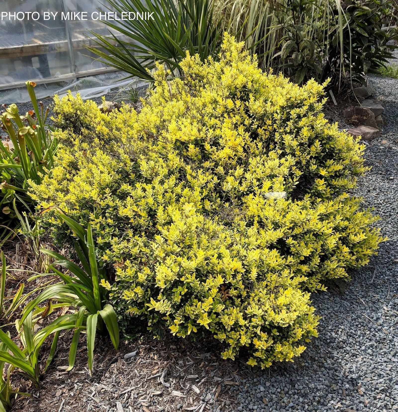 Buy Ilex crenata 'Adorned' Touch of Gold™ Dwarf Variegated