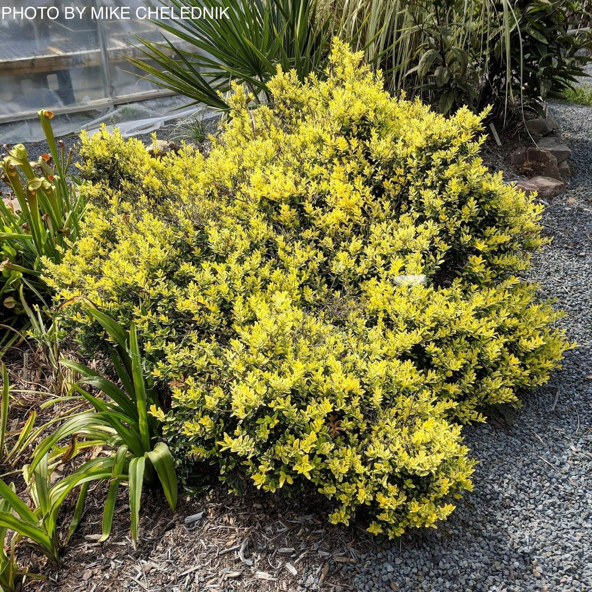 Buy Ilex crenata 'Adorned' Touch of Gold™ Dwarf Variegated