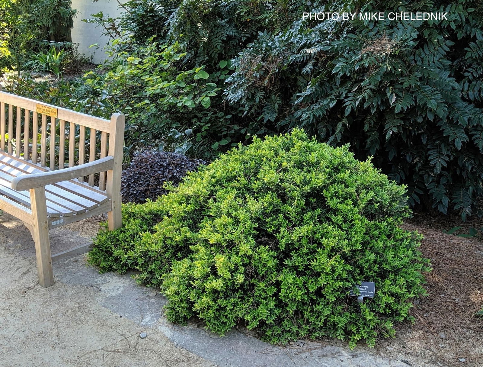 絕版款　新品  amuseable holly モチノキ Buy Ilex crenata 'Adorned' Touch of Gold™ Dwarf Variegated