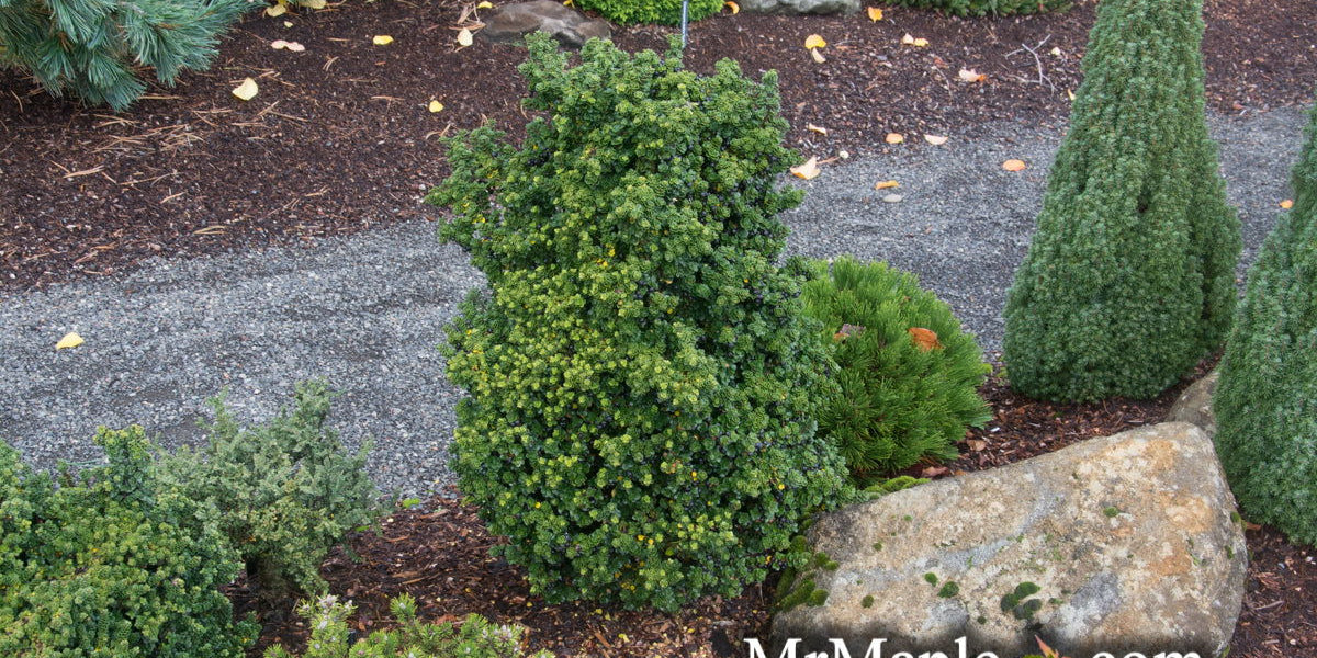 Buy Ilex crenata 'Dwarf Pagoda' Dwarf Japanese Holly — Mr Maple