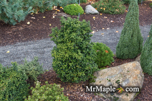 '- Ilex crenata 'Dwarf Pagoda' Dwarf Japanese Holly - Mr Maple │ Buy Japanese Maple Trees