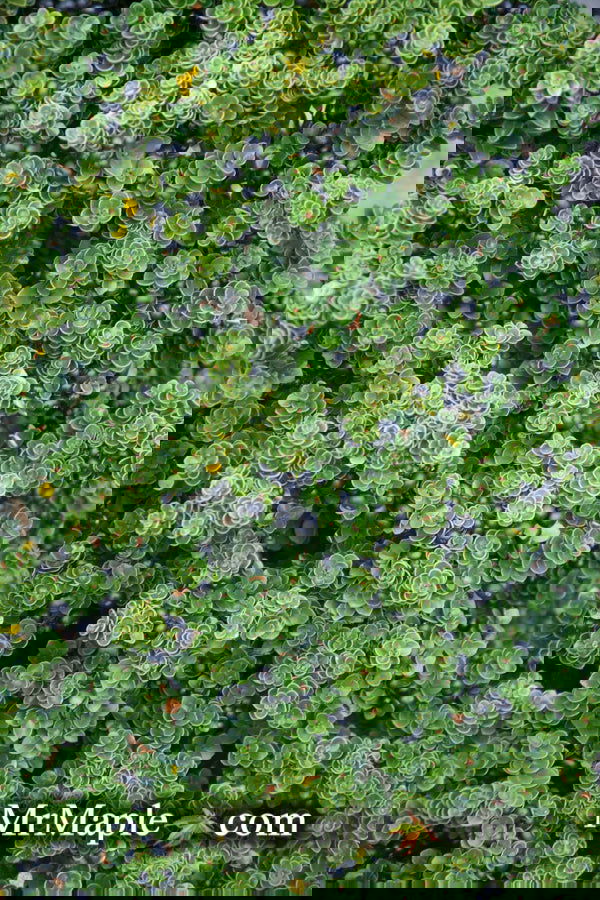 北形槙子　poppin' parfait　(LBL×PK) 北形槙子 poppin' parfait (LBL×PK) 【公式通販】