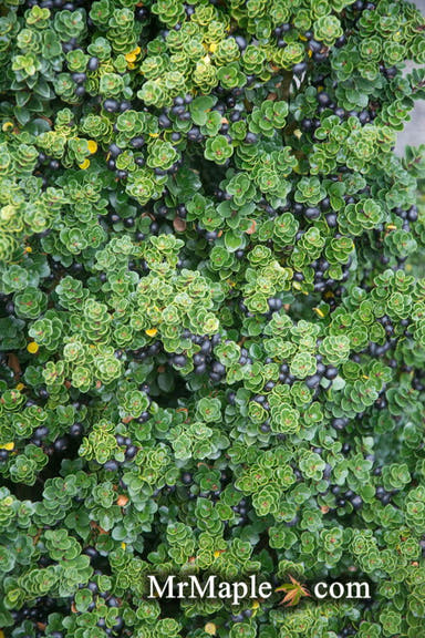 - Ilex crenata 'Dwarf Pagoda' Dwarf Japanese Holly - Mr Maple │ Buy Japanese Maple Trees