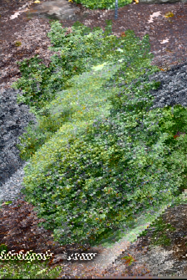 Buy Ilex crenata 'Dwarf Pagoda' Dwarf Japanese Holly — Mr Maple